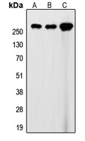 Filamin A Rabbit Polyclonal Antibody