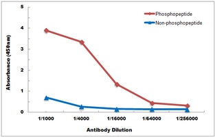 Anti-VEGFR1 (Phospho-Y1213) Antibody
