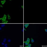 FOLR3 antibody