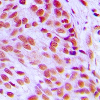 Anti-c-FOS Antibody