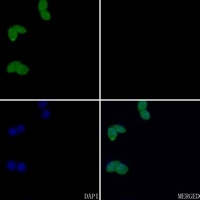 Anti-c-FOS Antibody