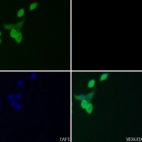 FOSL2 antibody