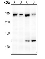 mTOR Antibody