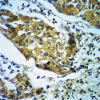 Anti-mTOR Antibody
