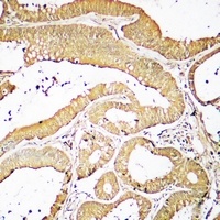 Anti-CD174 Antibody
