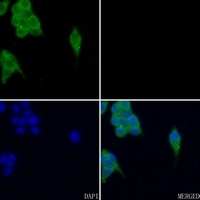 Anti-FYN (Phospho-Y530) Antibody