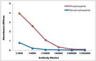 FYN (phospho-Y530) antibody