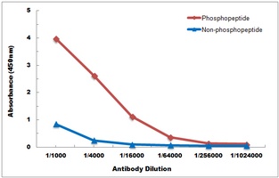 Anti-FYN (Phospho-Y530) Antibody