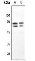 GAD1/2 Antibody