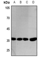 GAPDH Antibody