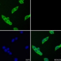 GAPDH Antibody