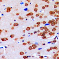 GBP3 Antibody