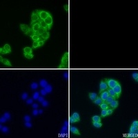 GBP3 Antibody