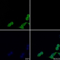 Anti-GDF9 Antibody