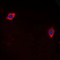 GHRHR antibody