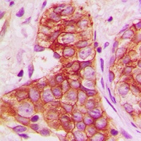 Anti-Connexin 43 Antibody