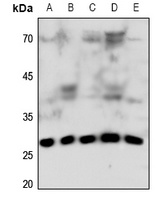Connexin 32 Antibody