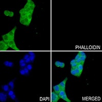 GCLC antibody