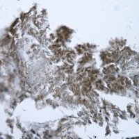 GOT1 Antibody [KO/KD Validated]