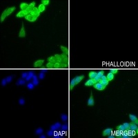 GPLD1 antibody