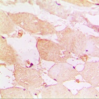 Anti-CD183 Antibody