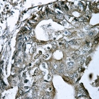 Anti-GPR15 Antibody
