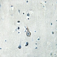 Anti-GPR19 Antibody