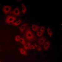 Anti-GPR19 Antibody
