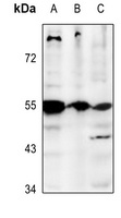 GPR25 Antibody