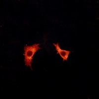 Anti-GPR41 Antibody
