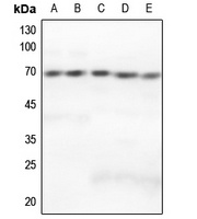 GRK5 Antibody