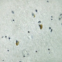 Anti-GRB10 (Phospho-Y67) Antibody