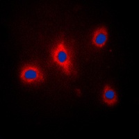 Anti-GRB10 (Phospho-Y67) Antibody
