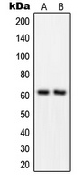 GRB14 Antibody