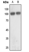 GLUR2 Antibody