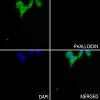 GRIA4 (phospho-S862) antibody