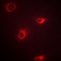 Anti-mGLUR7 Antibody