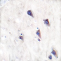 Anti-mGLUR8 Antibody