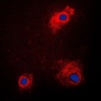 GSK3A (phospho-S21) antibody