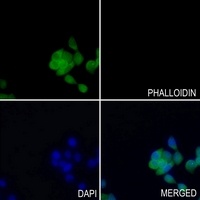 GSK3B (phospho-S9) antibody