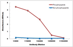 Anti-GSK3 beta (Phospho-S9) Antibody