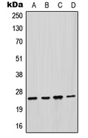GSTM2 Antibody