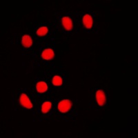 Anti-BRF1 Antibody