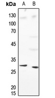 Histone H1 Rabbit Polyclonal Antibody