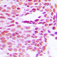 Histone H1 Rabbit Polyclonal Antibody