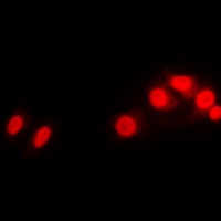 Histone H1 Rabbit Polyclonal Antibody