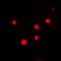Anti-Histone H2A.X Antibody