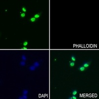 HDAC1 (phospho-S421) antibody