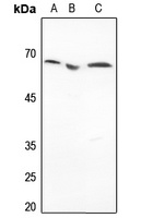 Histone Deacetylase 1 Antibody [KO/KD Validated]
