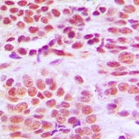 Anti-Histone Deacetylase 1 Antibody
